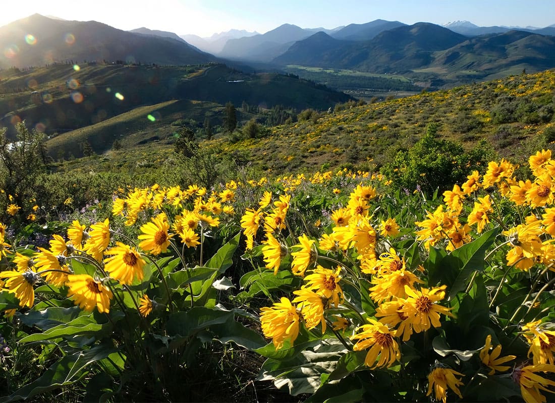 Twisp, WA - Closeup View of Yellow Spring Flowers Blooming on a Field Next to the Mountains in Twisp Washington