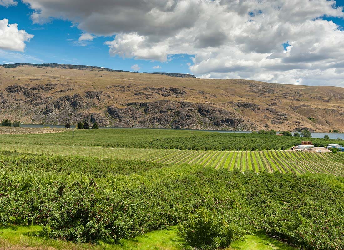 Brewster, WA - The Columbia River Next to an Apple Orchard on a Sunny Day in Brewster Washington
